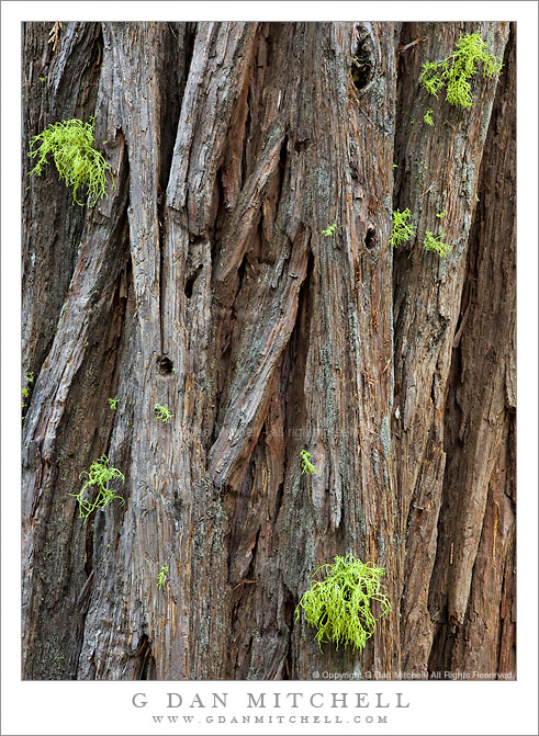 Tree Trunk With Moss