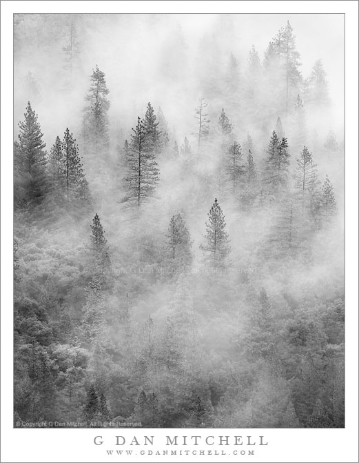 Evening Fog, Forest, Yosemite Valley