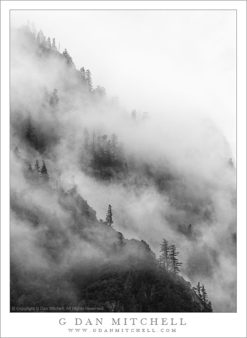 Fog-Shrouded Trees and Ridges, Yosemite Valley