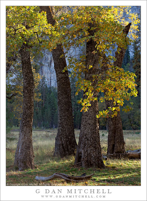 Four Oak Trees, El Capitan Meadow