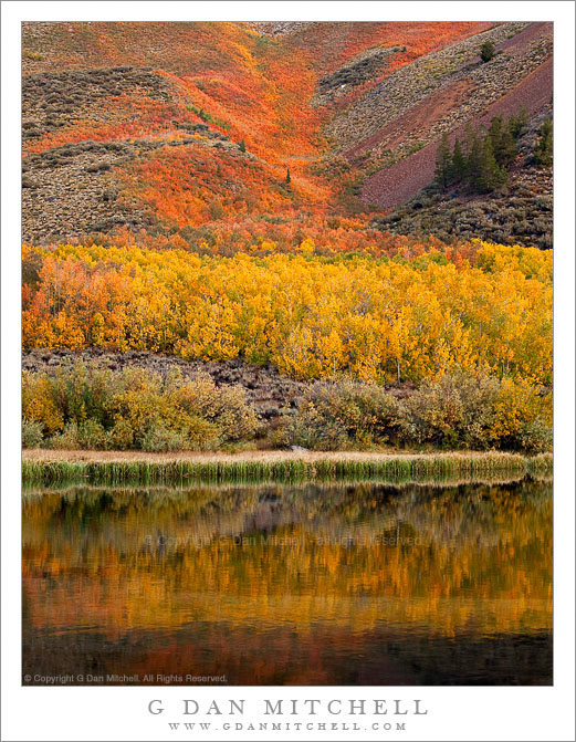 Aspen-Covered Hillside, Reflection