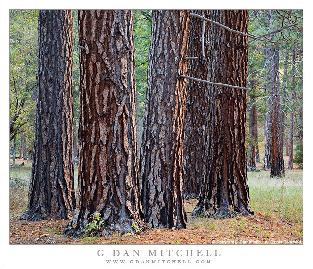 Five Pines, Reflected Light of El Capitan