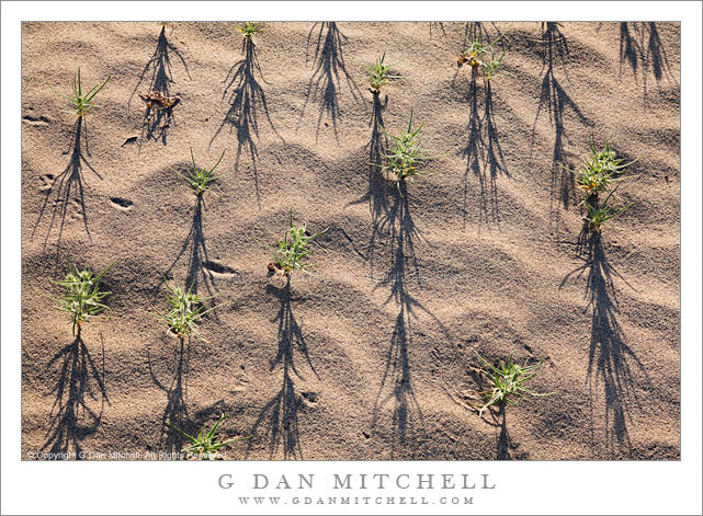 Desert Plants, Shadows on Sand