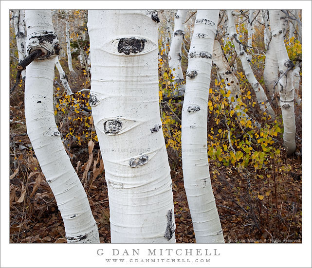 Aspen Grove, Dunderberg Road