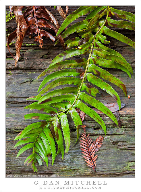 Fern and Redwood Log