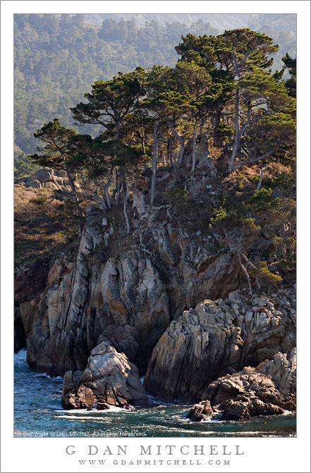 Monterey Cypress and Coastal Cliffs at Bluefish Cove