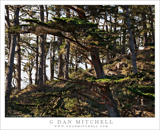 Monterey Cypress Forest, Point Lobos