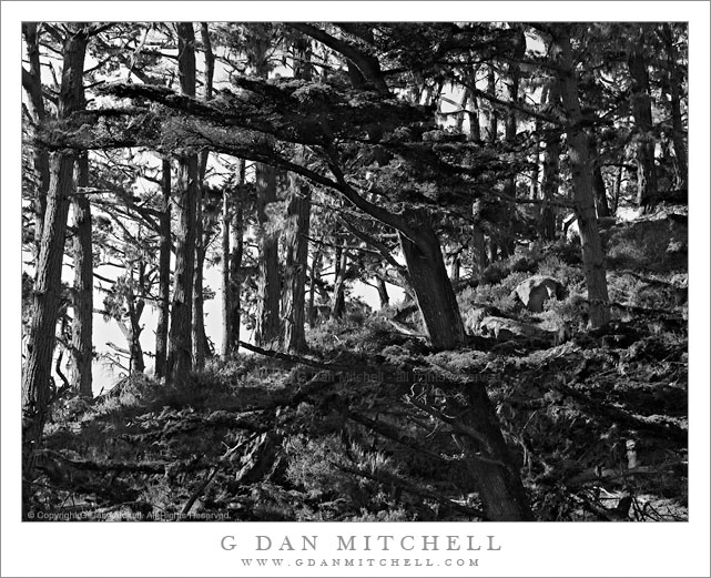 Monterey Cypress Forest, Point Lobos