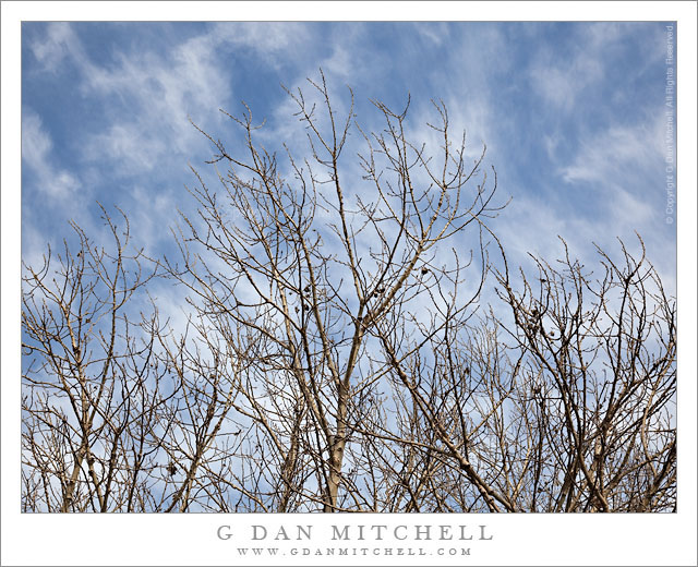 Winter Branches and Sky