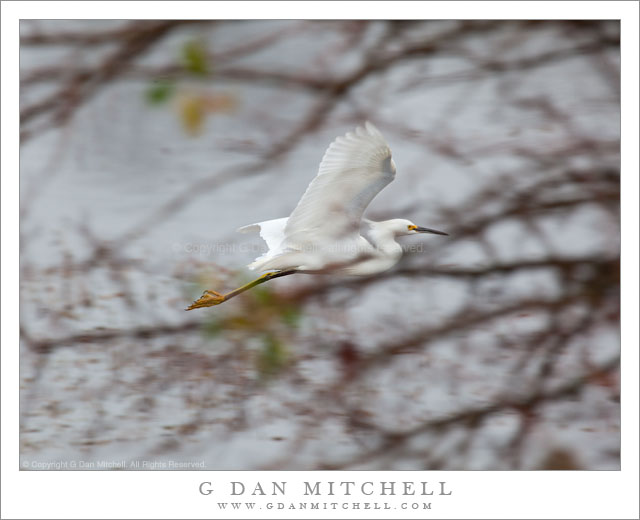 Egret in Flight