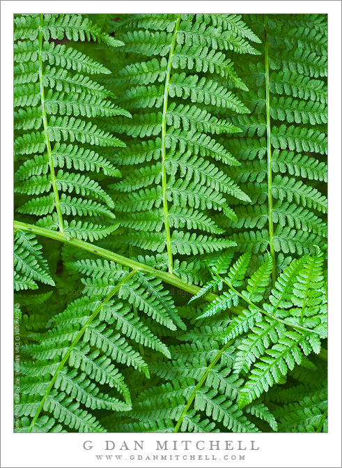 Redwood Forest Ferns