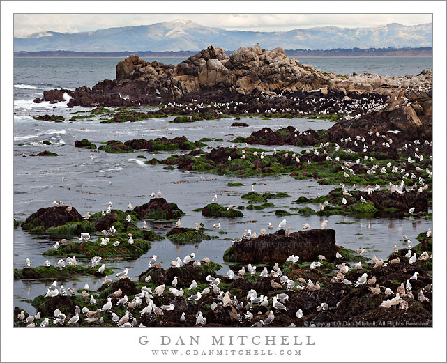 Gulls, Pacific Grove Shoreline, Monterey Bay