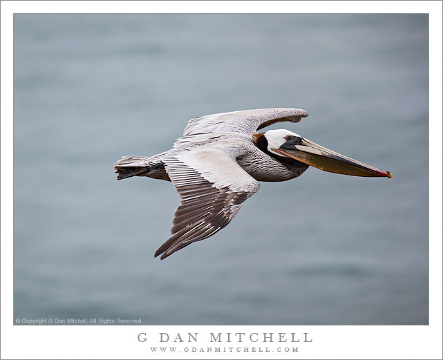 Pelican in Flight