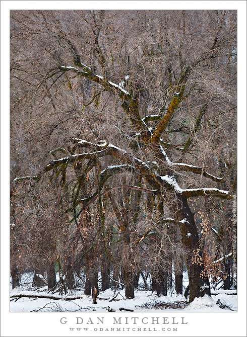 Snow Dusted Oaks, El Capitan Meadow