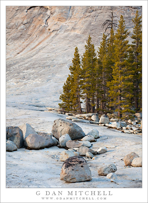 Glacial Erratics and Trees, Lembert Dome