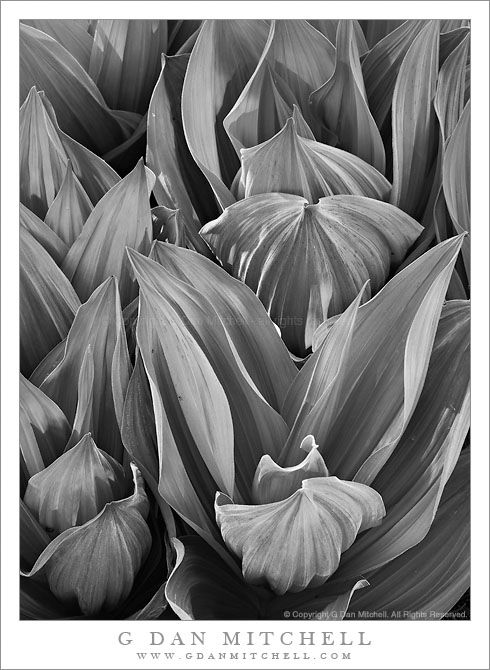 Corn Lilies - Sierra Nevada