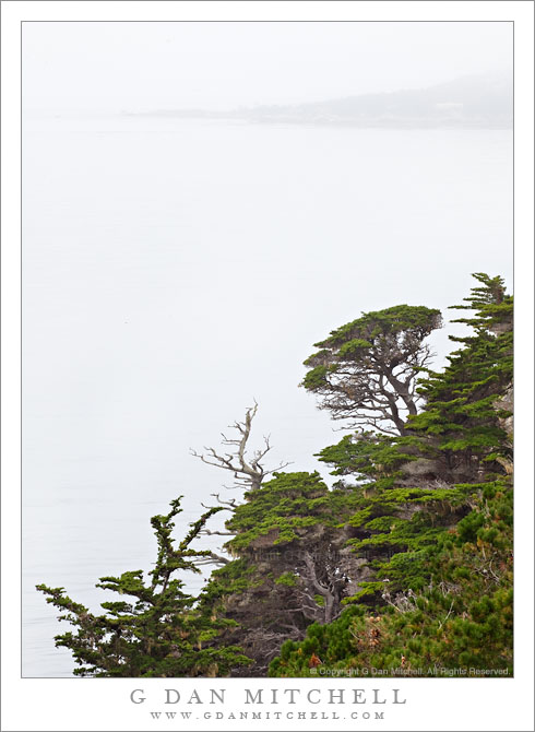 Monterey Cypress Trees, Fog, Carmel Peninsula