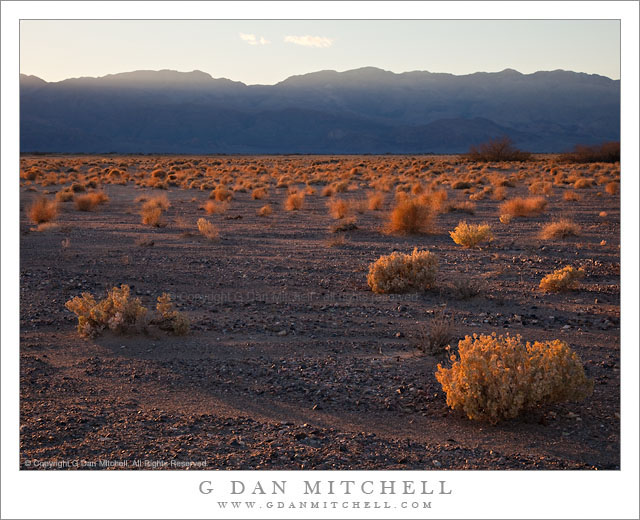 Last Light on Desert Plants, Death Valley