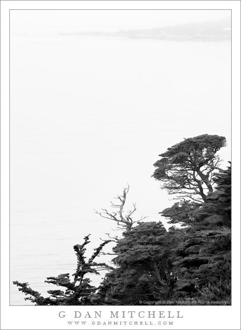 Monterey Pines, Fog