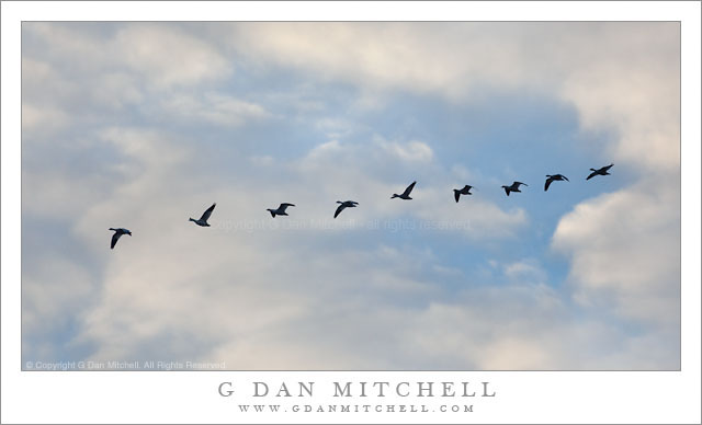 Flock of Snow Geese, Winter Sky