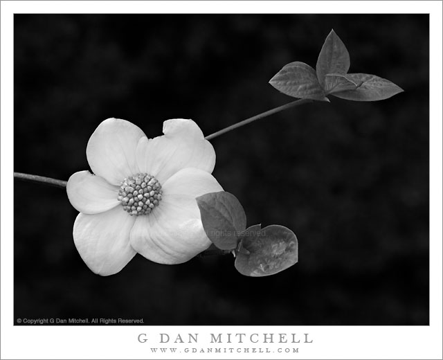 Dogwood Bloom and Leaves - An early dogwood blossom and leaves in Yosemite Valley, California.