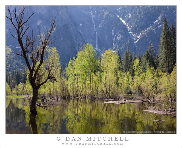 Spring Flooding, Merced River