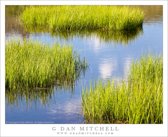 Shoreline Grasses and Subalpine Pond