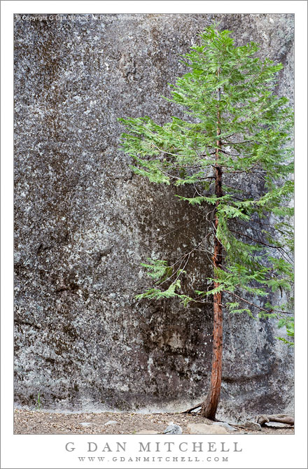 Young Tree and Granite Wall