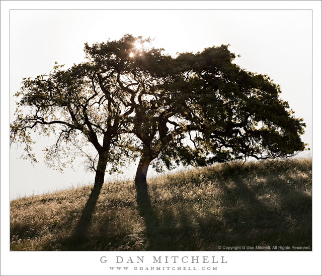 Two Oaks, Morning Sun