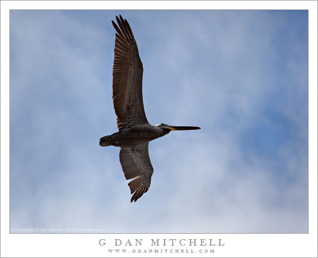 Pelican Against Blue Sky