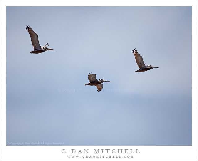 Three Pelicans, Blue Sky