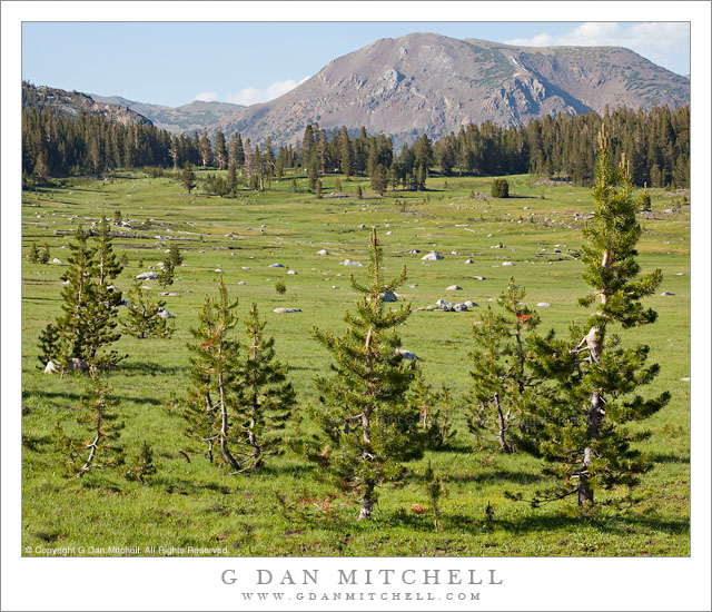 Young Trees and Meadow, Tioga Pass