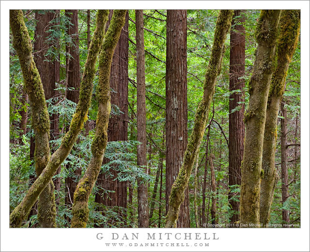 Forest, Gazos Creek