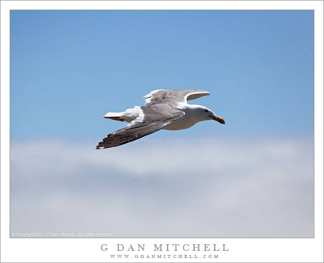 Gull, Sky, and Fog