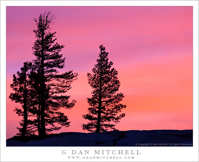 Trees and Sunset Sky, Olmsted Point