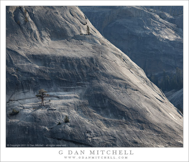 Trees and Granite, Morning - Morning light shines on the trees clinging to massive granite domes in the high country of Yosemite National Park.