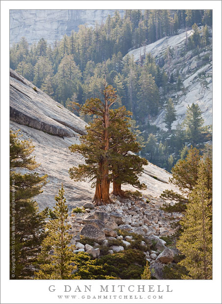 Juniper Trees and Granite Slab, Morning