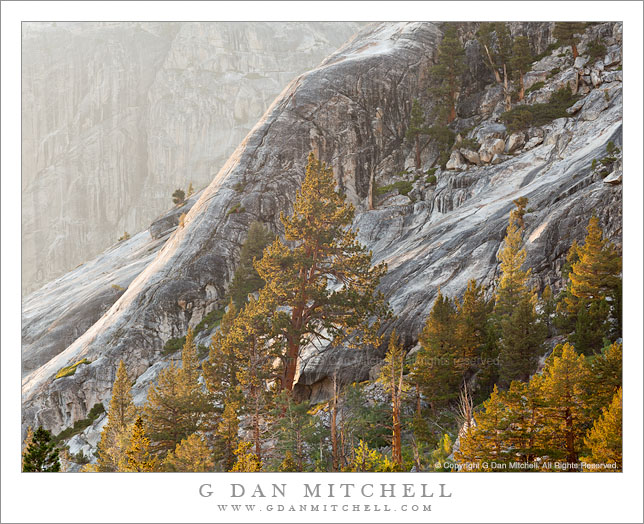 Trees and Granite Cliffs, Evening Light