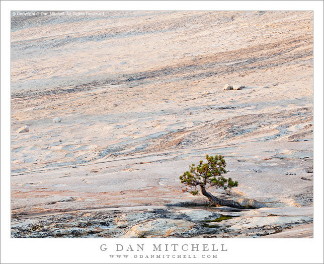 Tree in Granite Bowl, Sunset