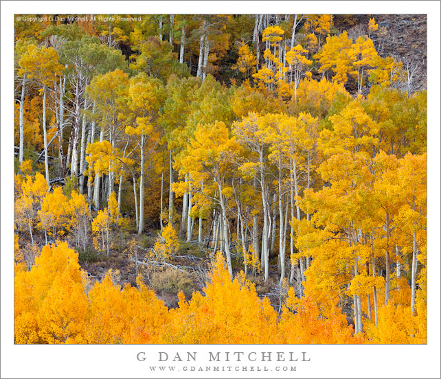 Aspen Color, South Fork Bishop Creek