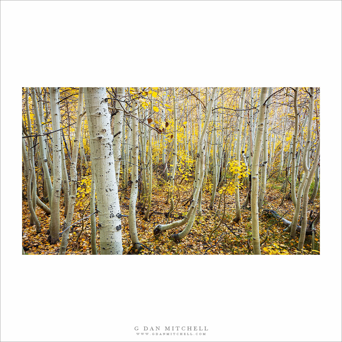 Dense Aspen Grove, Bishop Creek