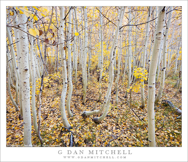 Aspen Grove, Filtered Light