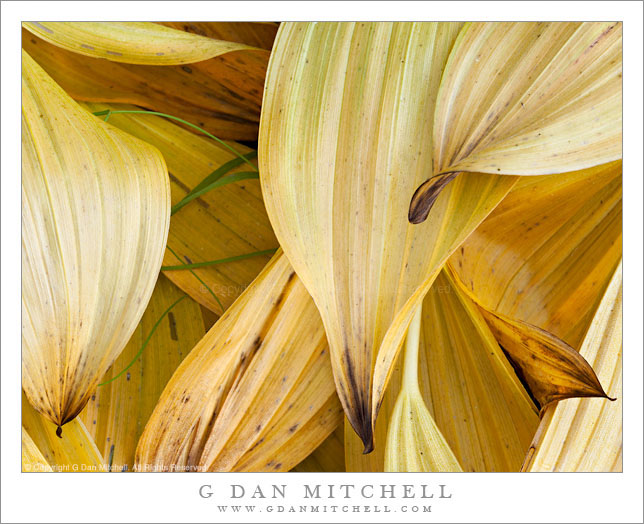 Corn Lily Leaves, Autumn