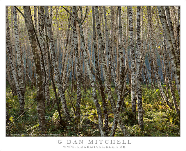 Forest in Afternoon Light