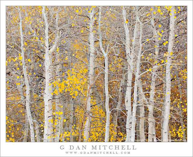 Aspen Trunks, Bishop Creek