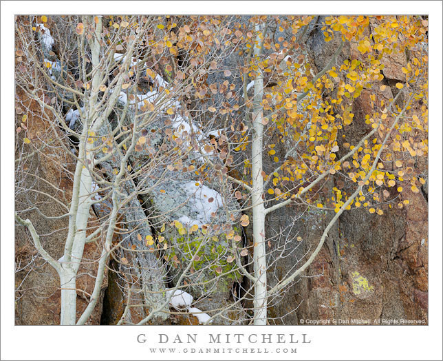 Autumn Aspens and Cliff Face