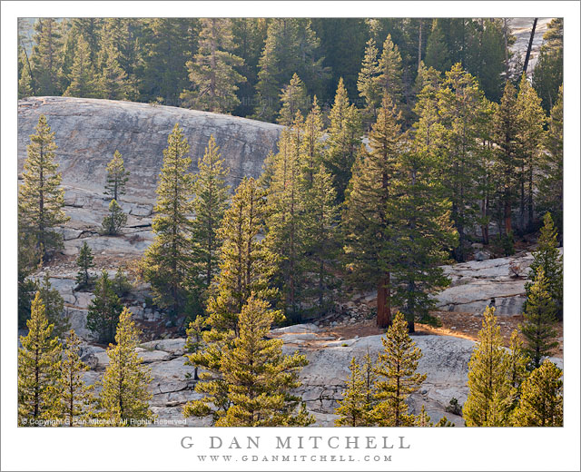 Forest and Granite