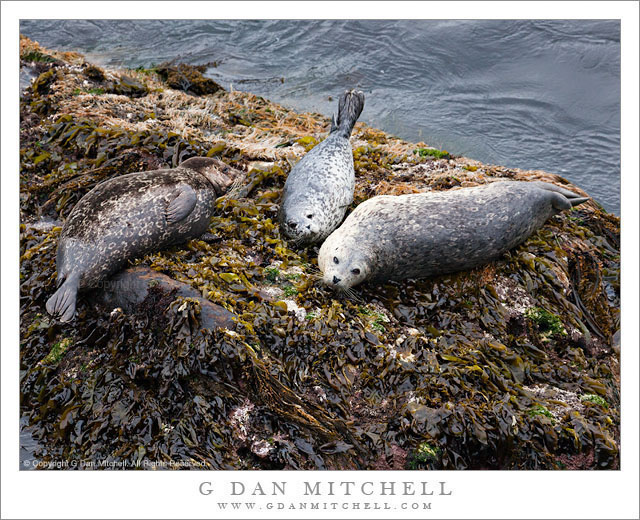 Three Harbor Seals