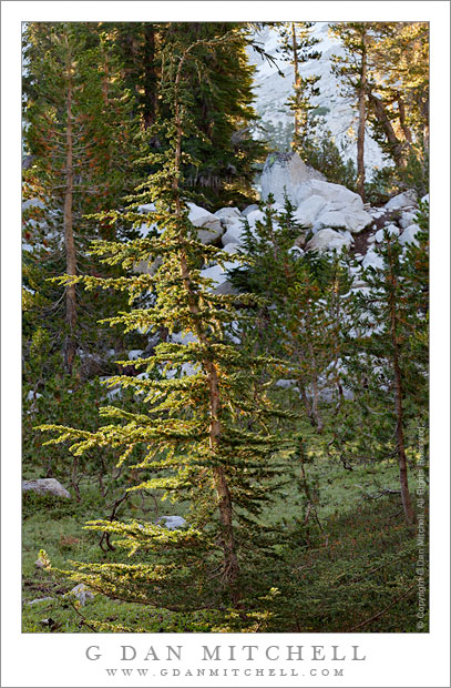 Forest, Morning Light