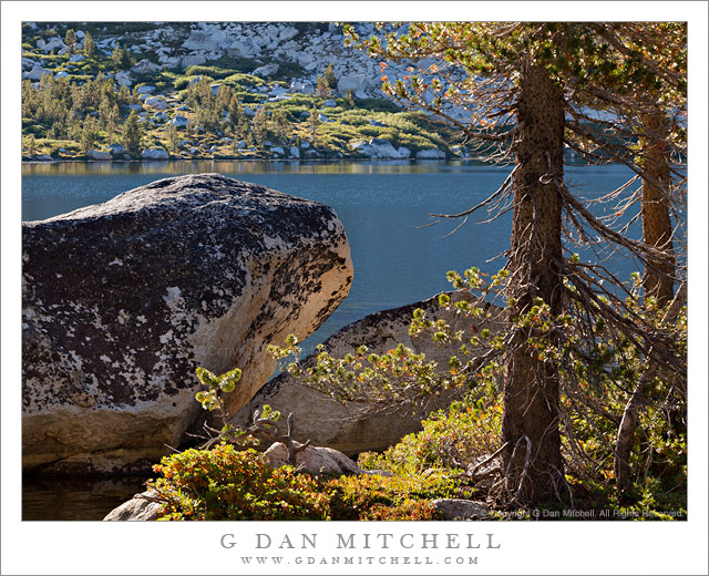 Shoreline Boulders and Trees, Morning